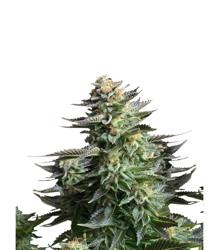 Amnesia Haze Fotoperiodica