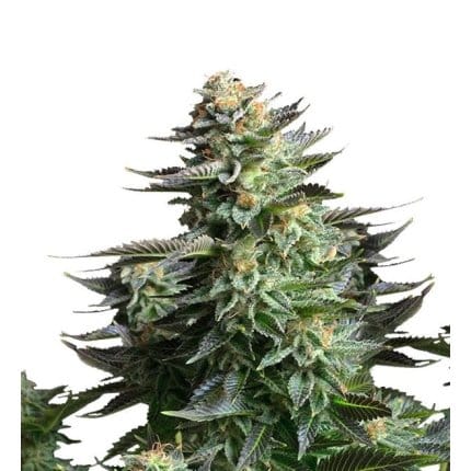 Amnesia Haze Fotoperiodica