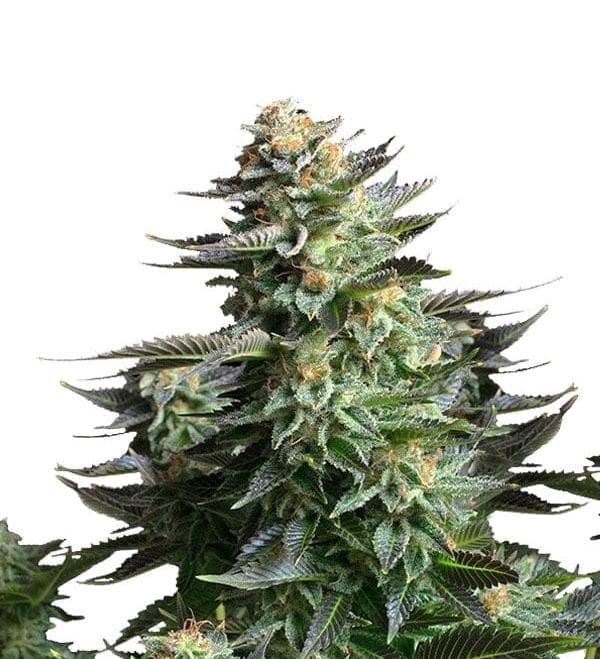 AMNESIA-HAZE-FEMINIZADA Amnesia Haze Fotoperiodica