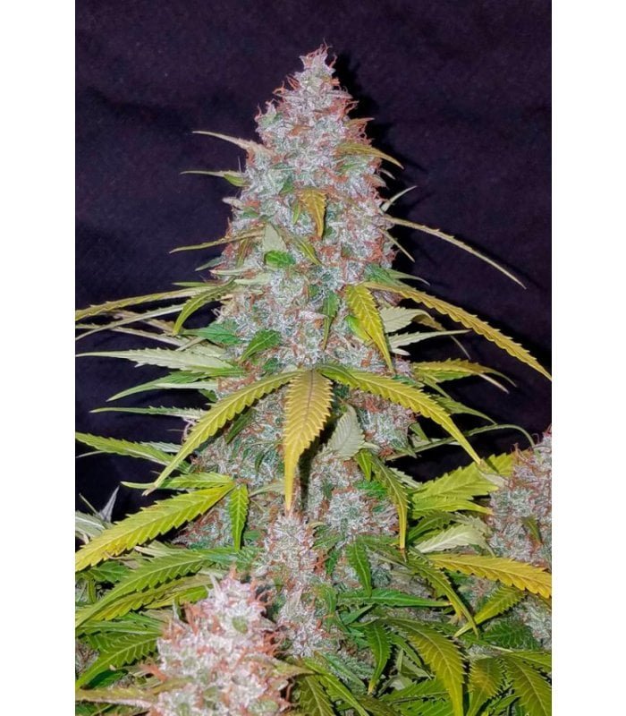 Californian Snow Auto