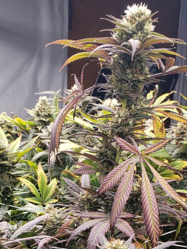 Comprá semillas de cannabis Cotton Candy Kush en