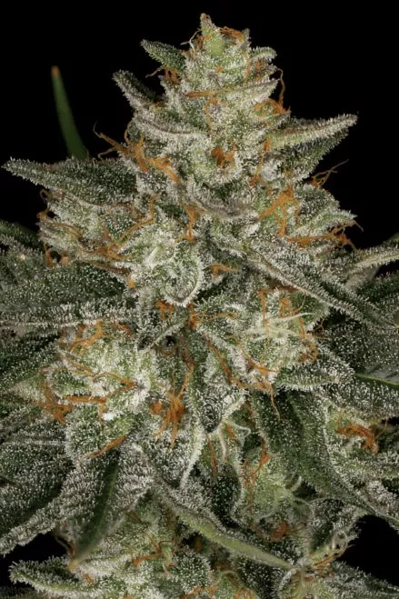 Dutch-Kush-Cannabis-Seed-439x659.jpg Dutch Kush Fotoperiódica