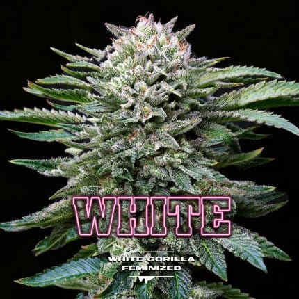 White Gorilla