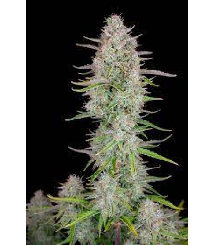 Wedding Cheescake Auto