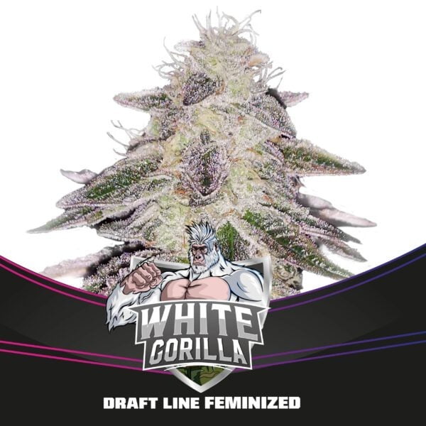 White Gorilla