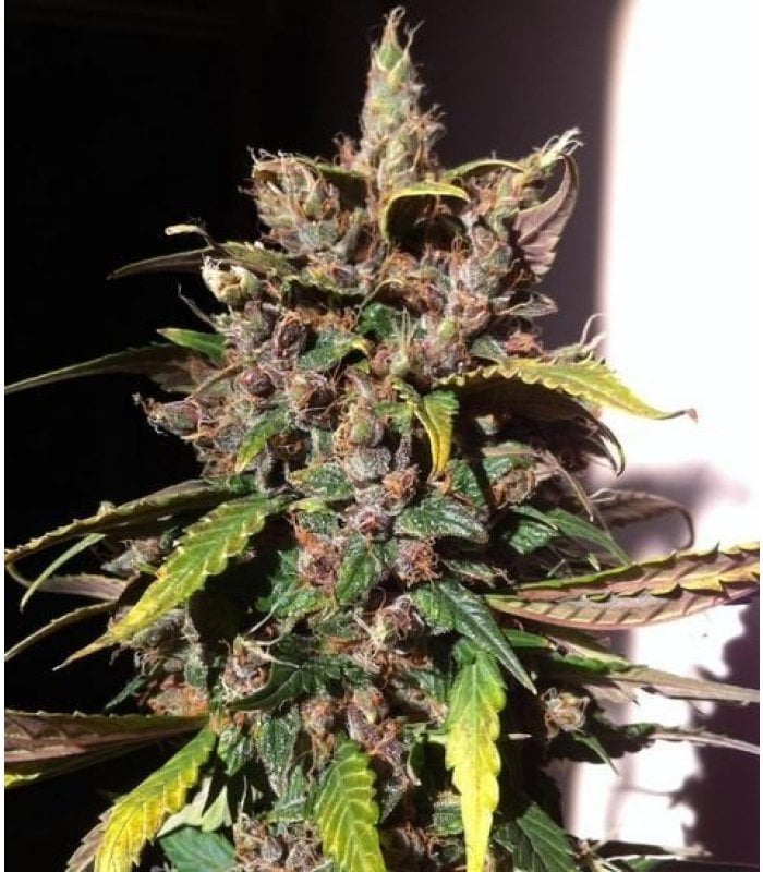 Auto blackberry Kush 2