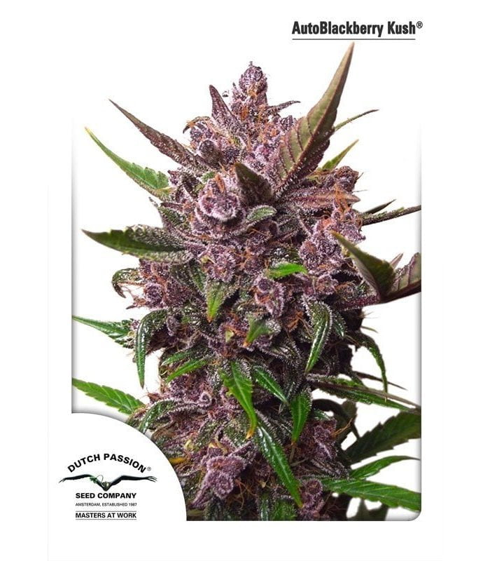 Auto blackberry Kush 6