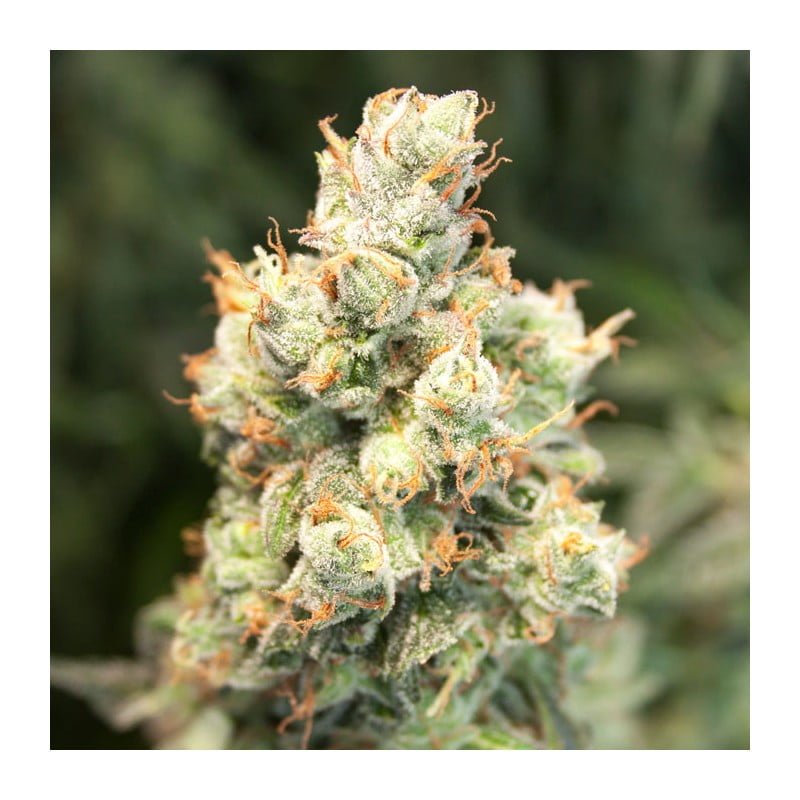Auto orange bud 3