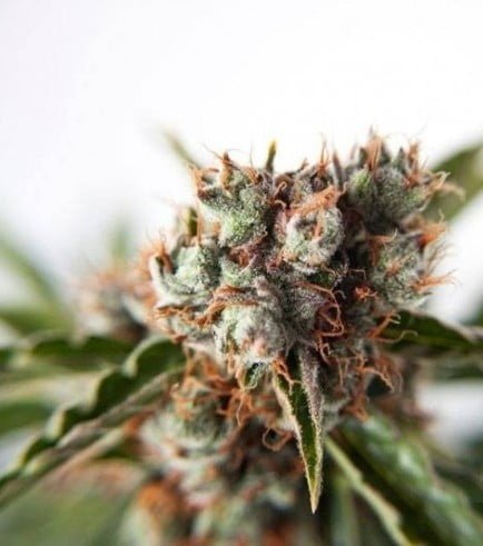 Auto orange bud 5
