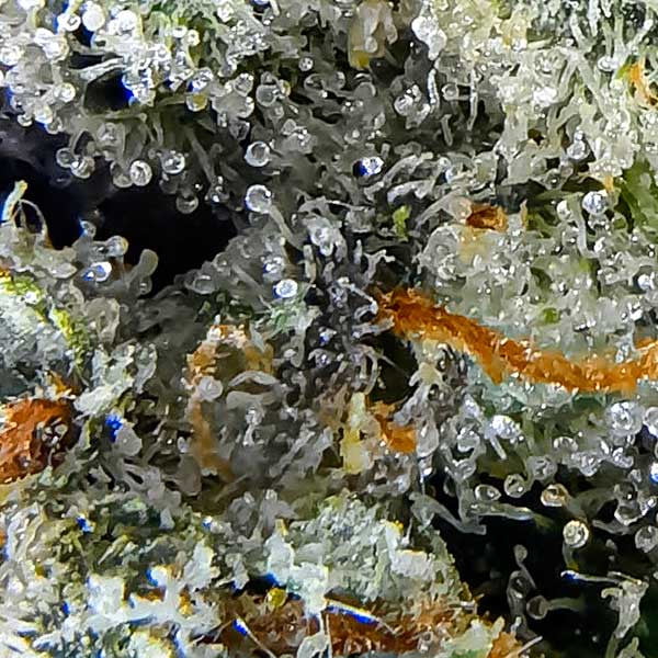 Comprá semillas de cannabis Cotton Candy Kush en