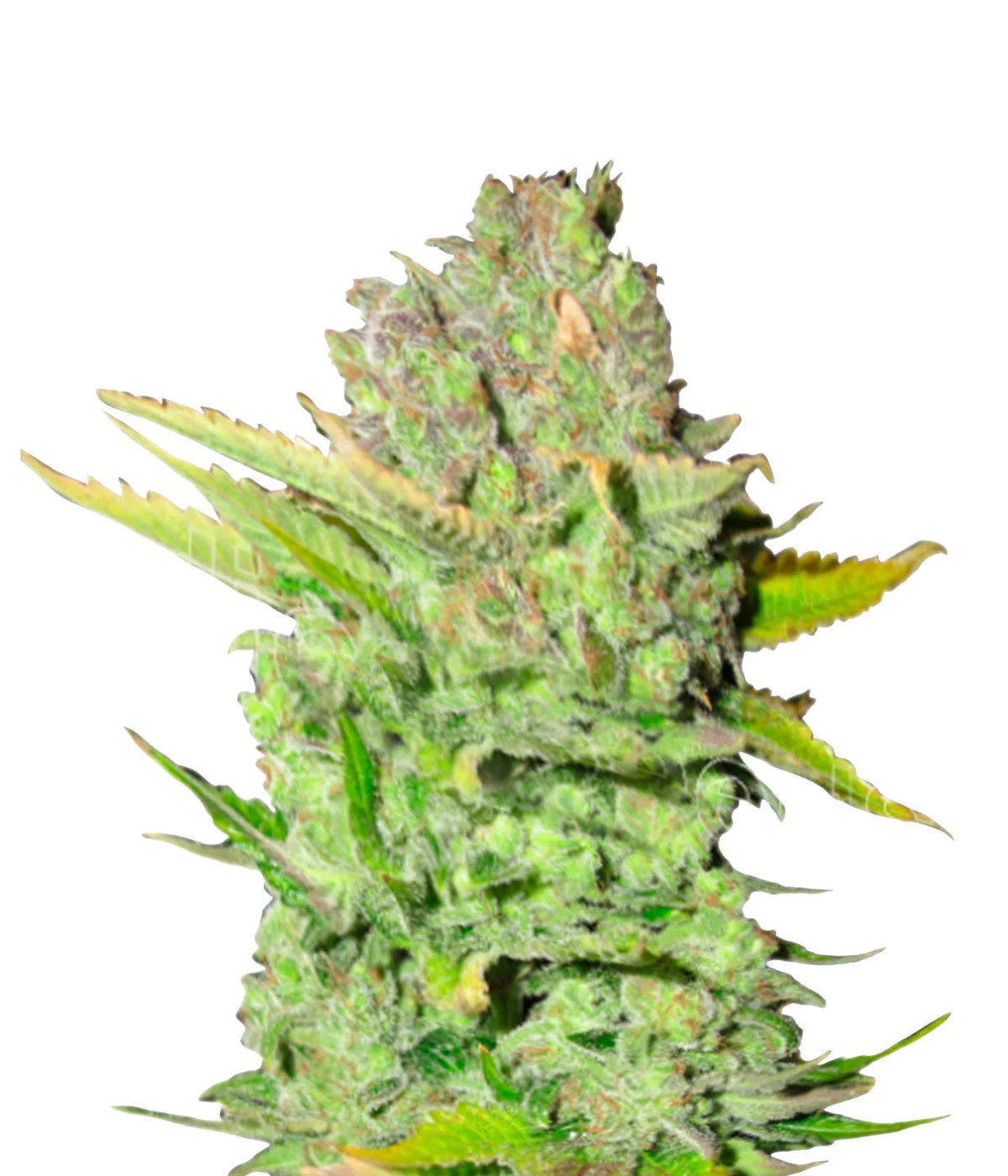 medical-seeds-devil-fruit Devil Fruit Fotoperiodica