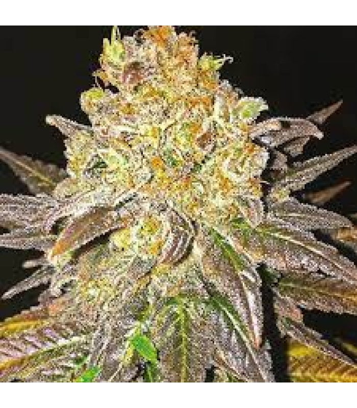 Auto Oregon Peach - Image 2