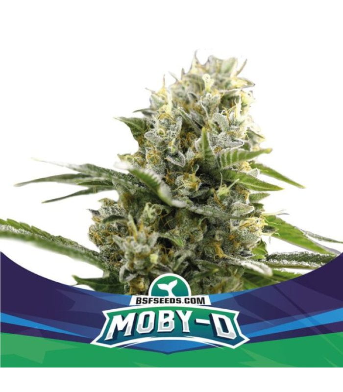 Moby-D Xxl Automática