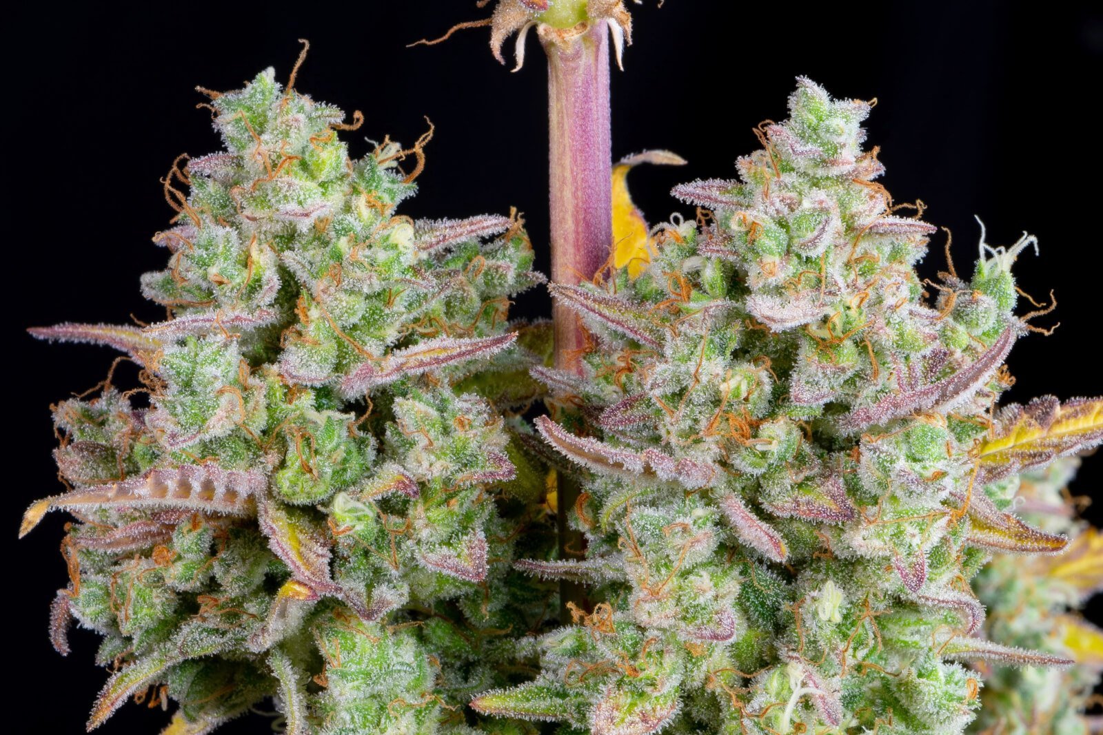 Wedding Cheescake Auto