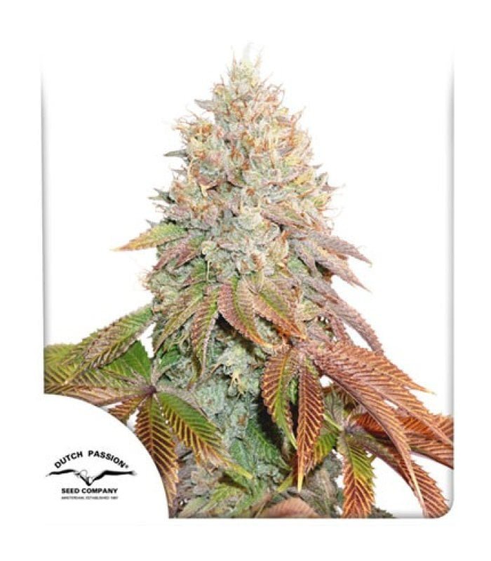 Auto Banana Blaze