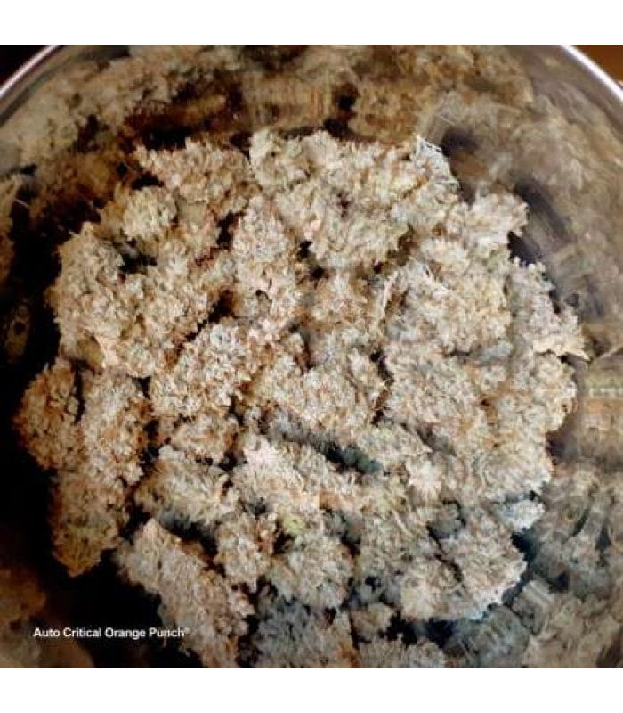 Auto Critical Orange Punch - Image 5