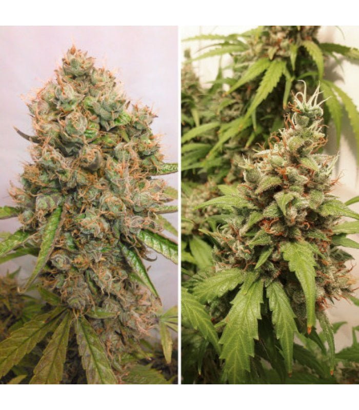 Auto Critical Orange Punch - Image 4