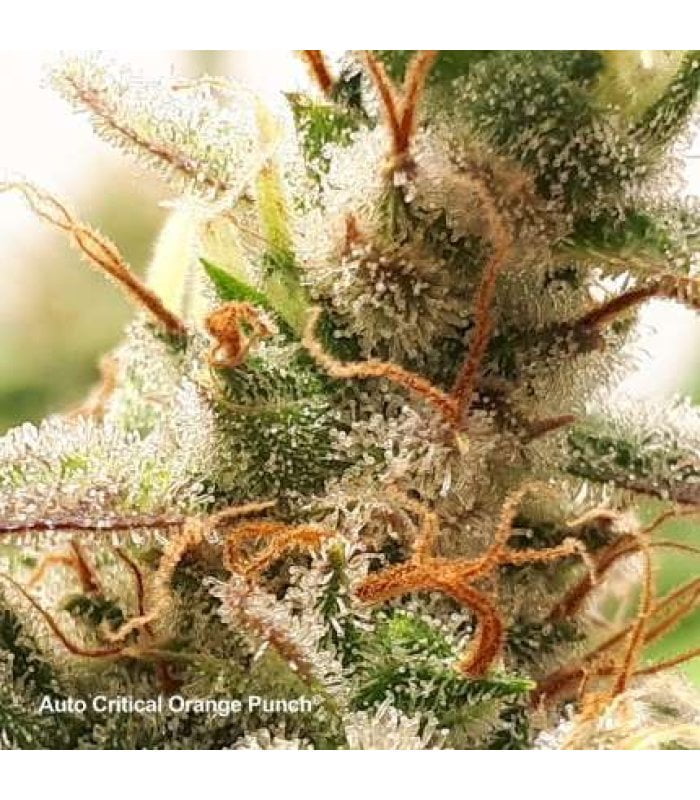 Auto Critical Orange Punch - Image 3