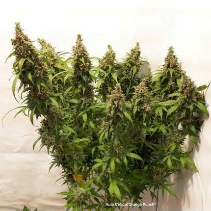 Auto critical orange punch (4)