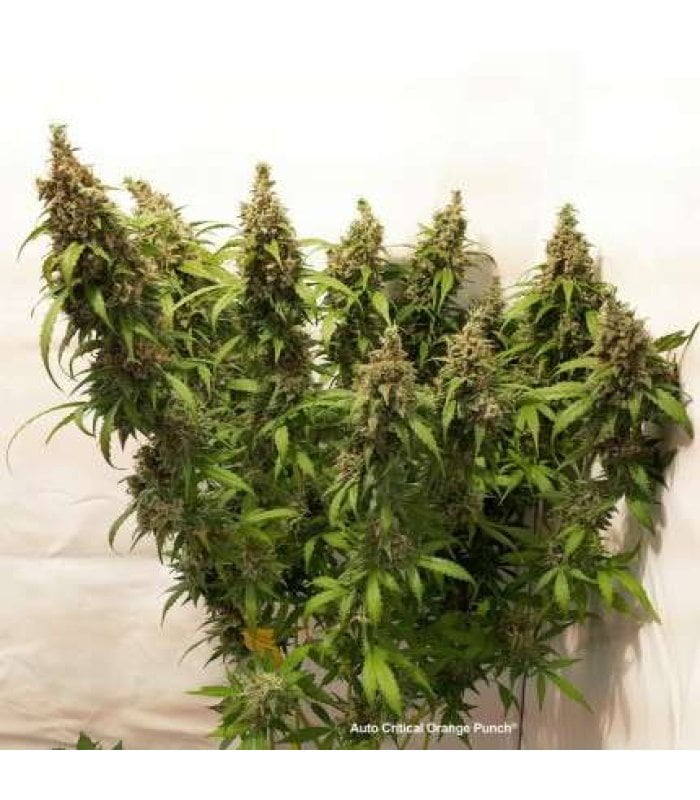 Auto Critical Orange Punch - Image 2