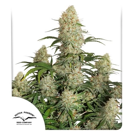 Auto Critical Orange Punch