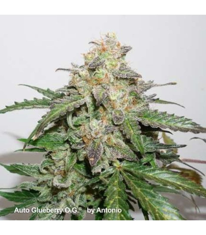 Auto Glueberry Og - Image 5