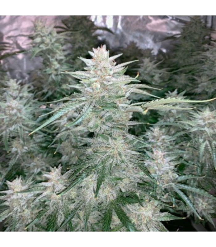 Auto Glueberry Og - Image 4