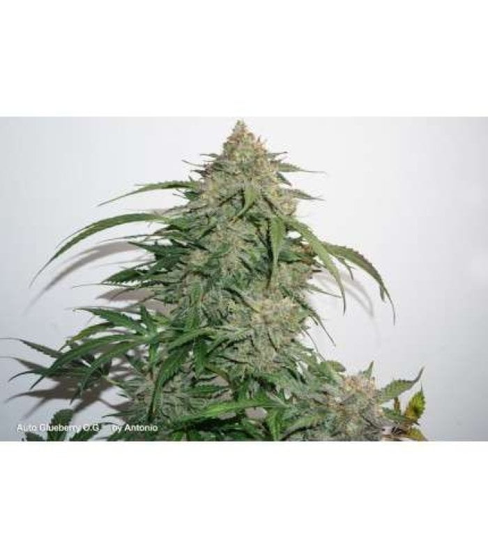 Auto Glueberry Og - Image 3