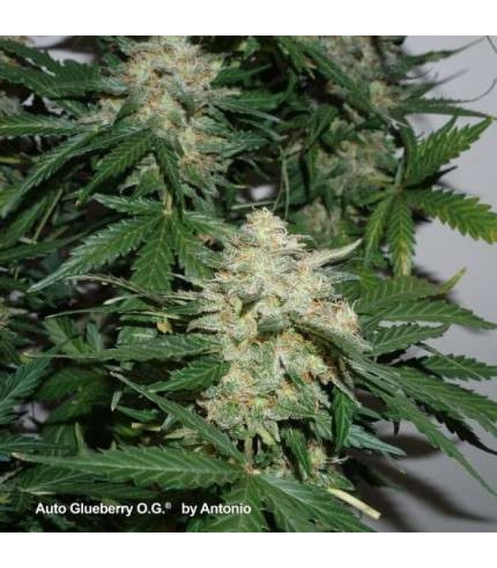 Auto Glueberry Og - Image 2