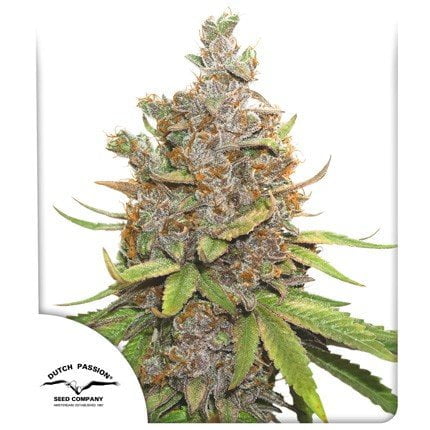 Auto Glueberry Og