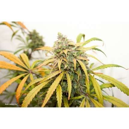 Auto lemon kix (4)