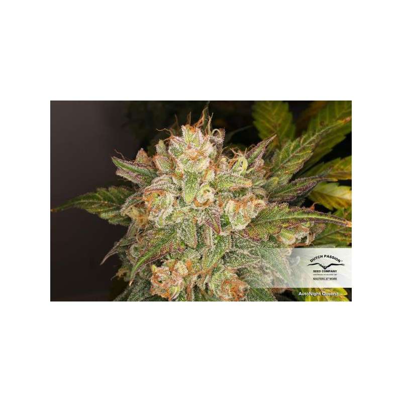 Auto night queen (4)