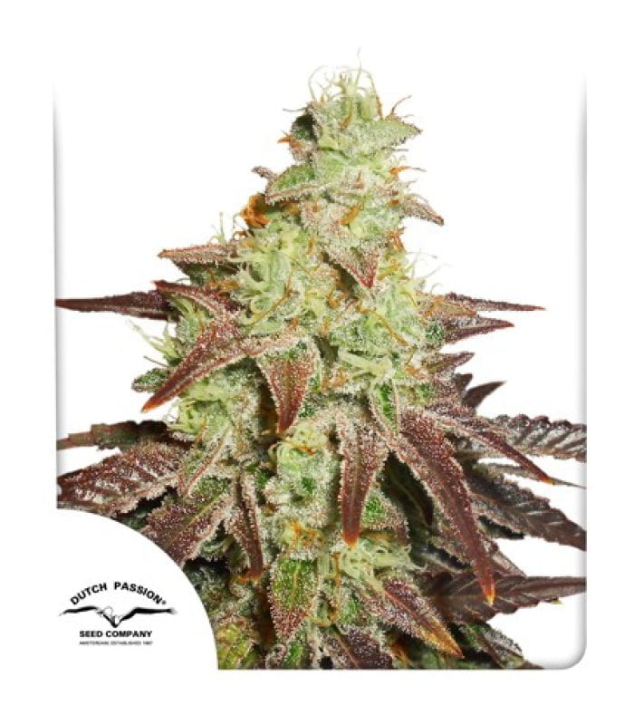 Auto Night Queen