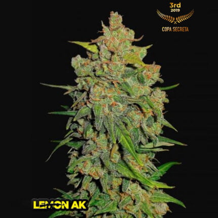 Lemon ak