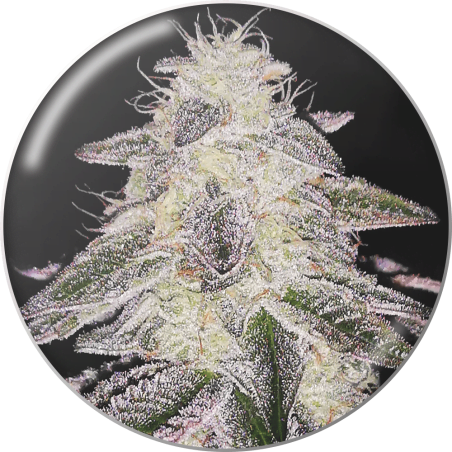 medical-runntz Medical Runntz