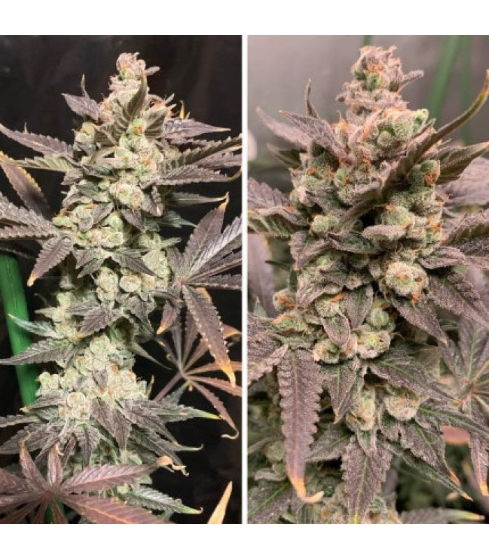 Skywalker Haze - Image 5