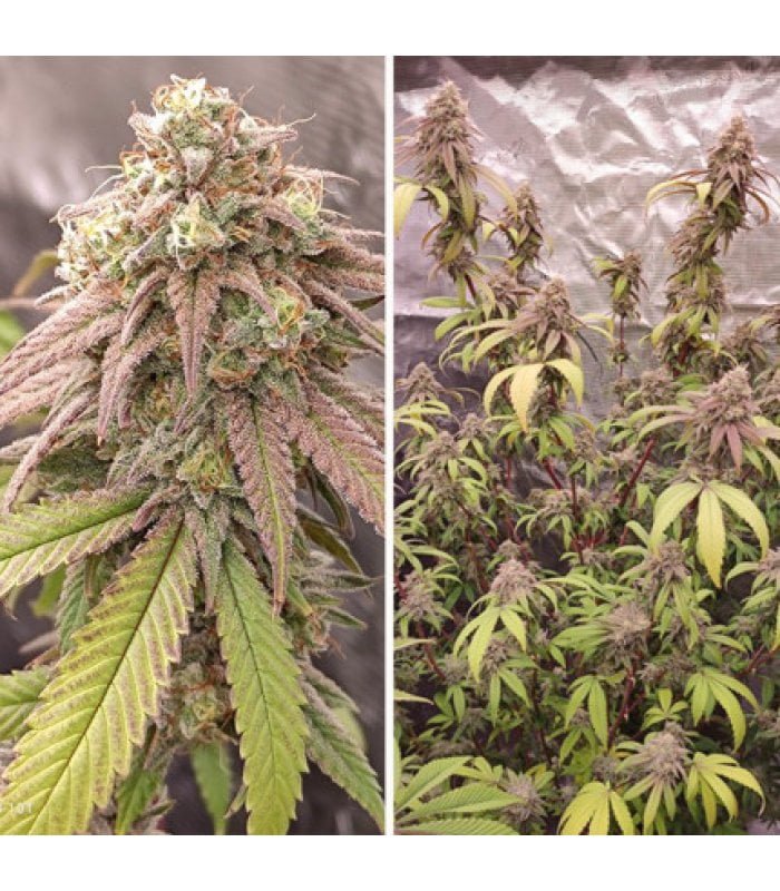 Skywalker Haze - Image 4