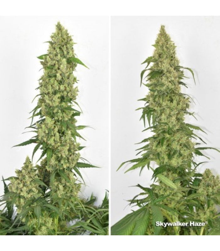 Skywalker Haze - Image 3