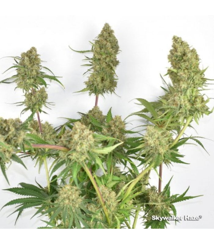 Skywalker Haze - Image 2