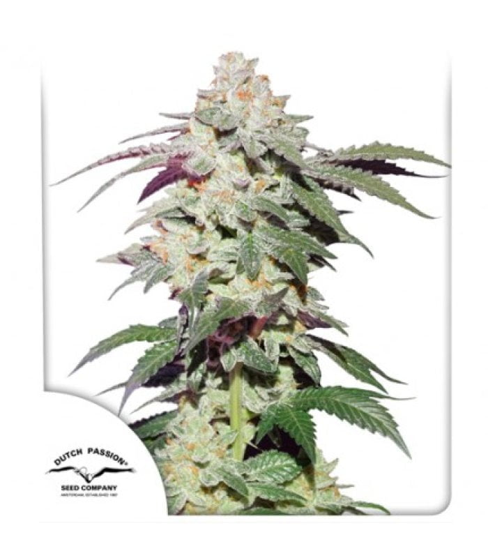 Skywalker Haze