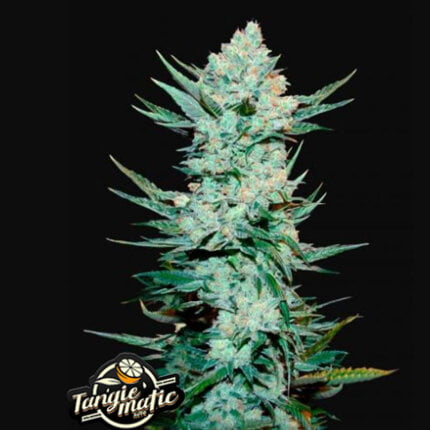 Tangie Matic