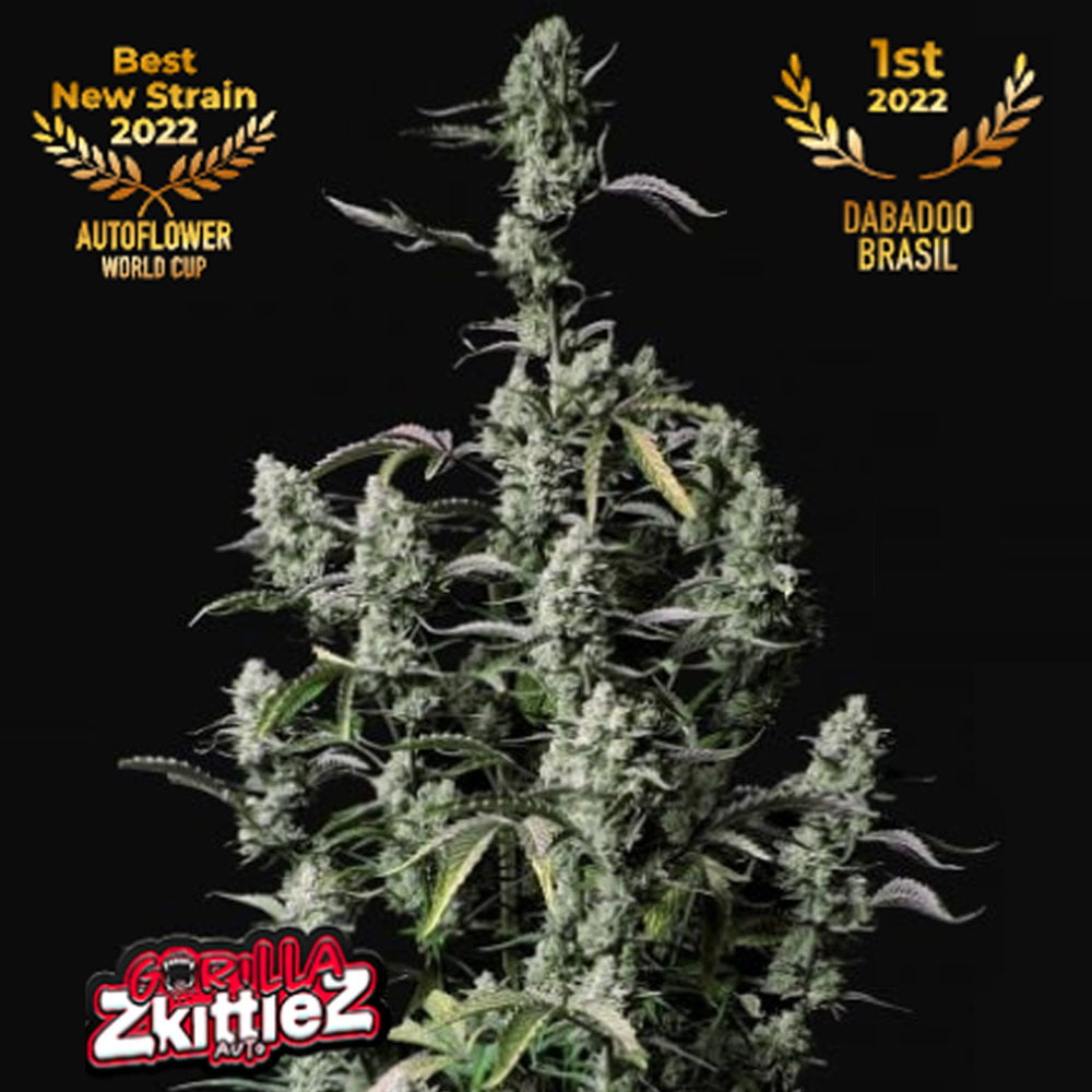 Gorilla Zkittlez Auto