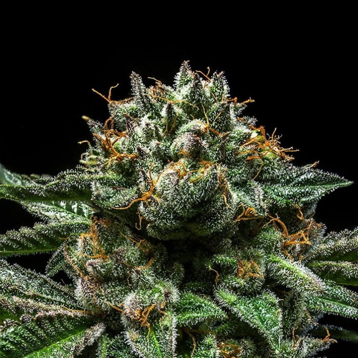 chempie-semillas-feminizadas-de-marihuana Chem Pie