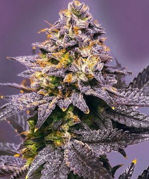 Pink Rozay Automatica