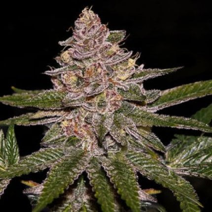 Radical Juice