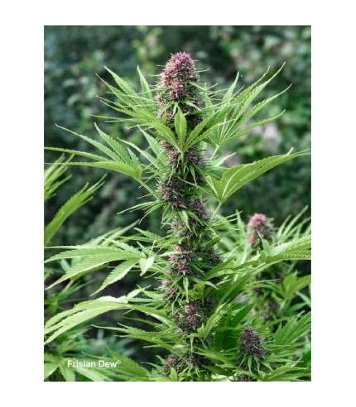 Frisian Dew - Image 2