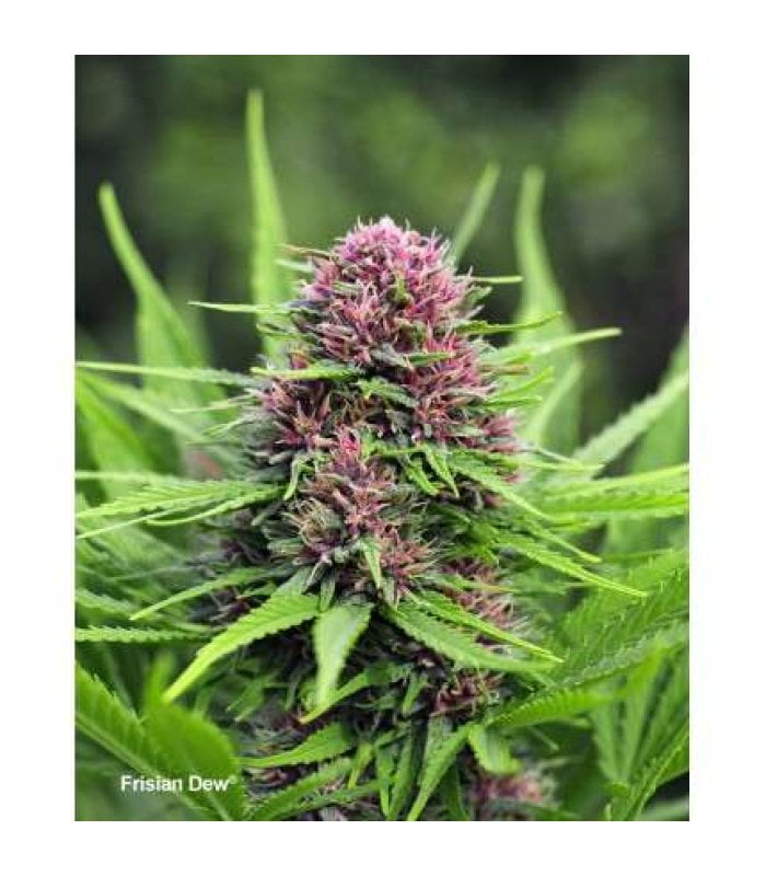 Frisian Dew - Image 3