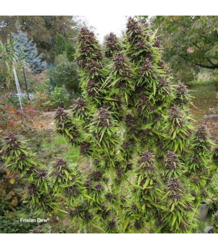 Frisian Dew - Image 4