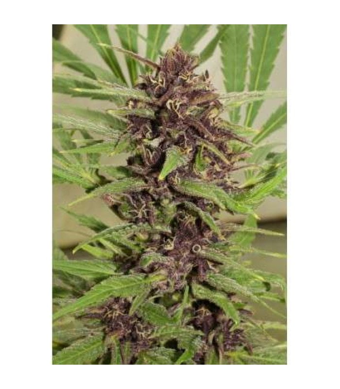 Frisian Dew - Image 5