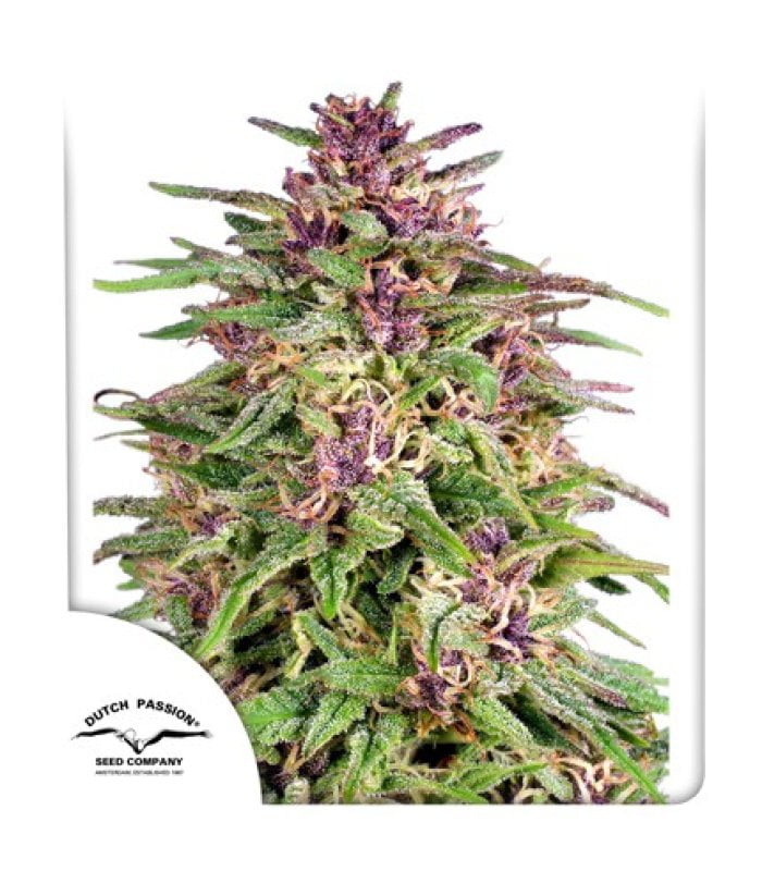 Frisian Dew